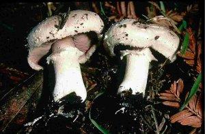 Photo of Agaricus bisporus var. burnettii JB137-S8