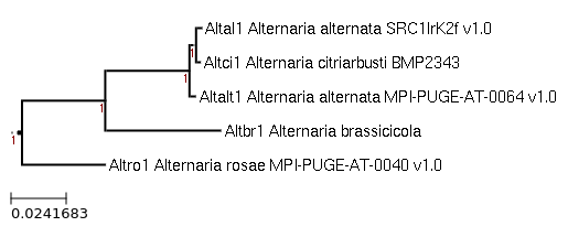 Photo of Alternaria citriarbusti BMP2343