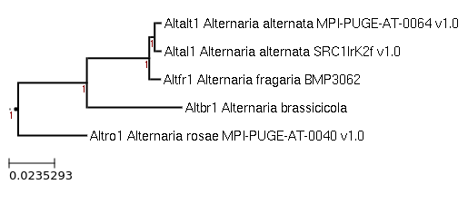 Photo of Alternaria fragaria BMP3062