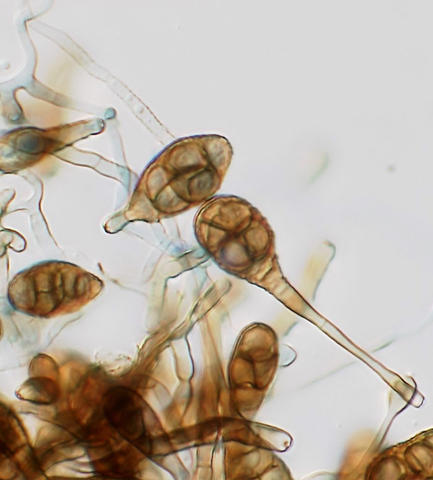 Alternaria macrospora; conidia and conidiophores.