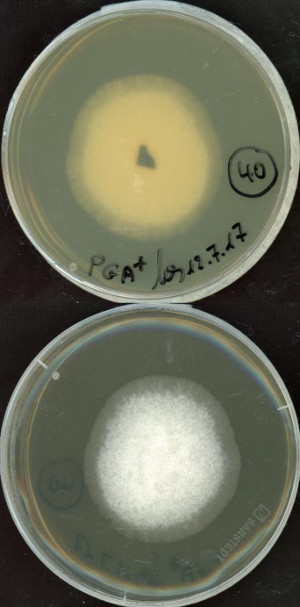 Alternaria rosae growing in the lab.