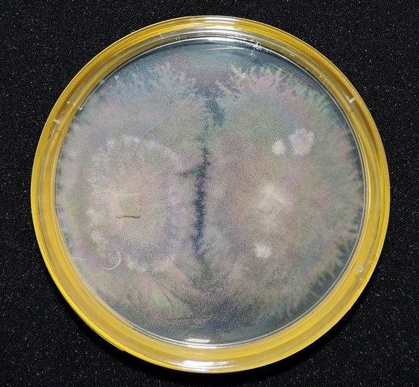 A mycelial culture of Alternaria sp.