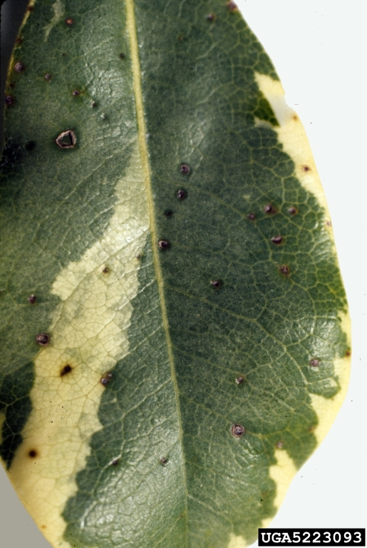 Alternaria blight caused by Alternaria tenuissima