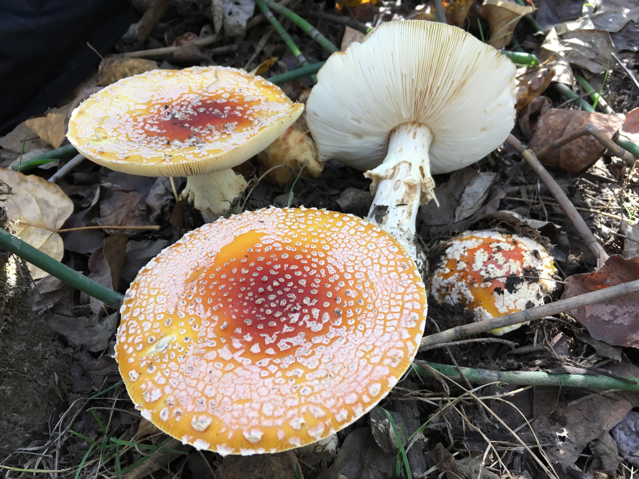 Amanita muscaria var. formosa