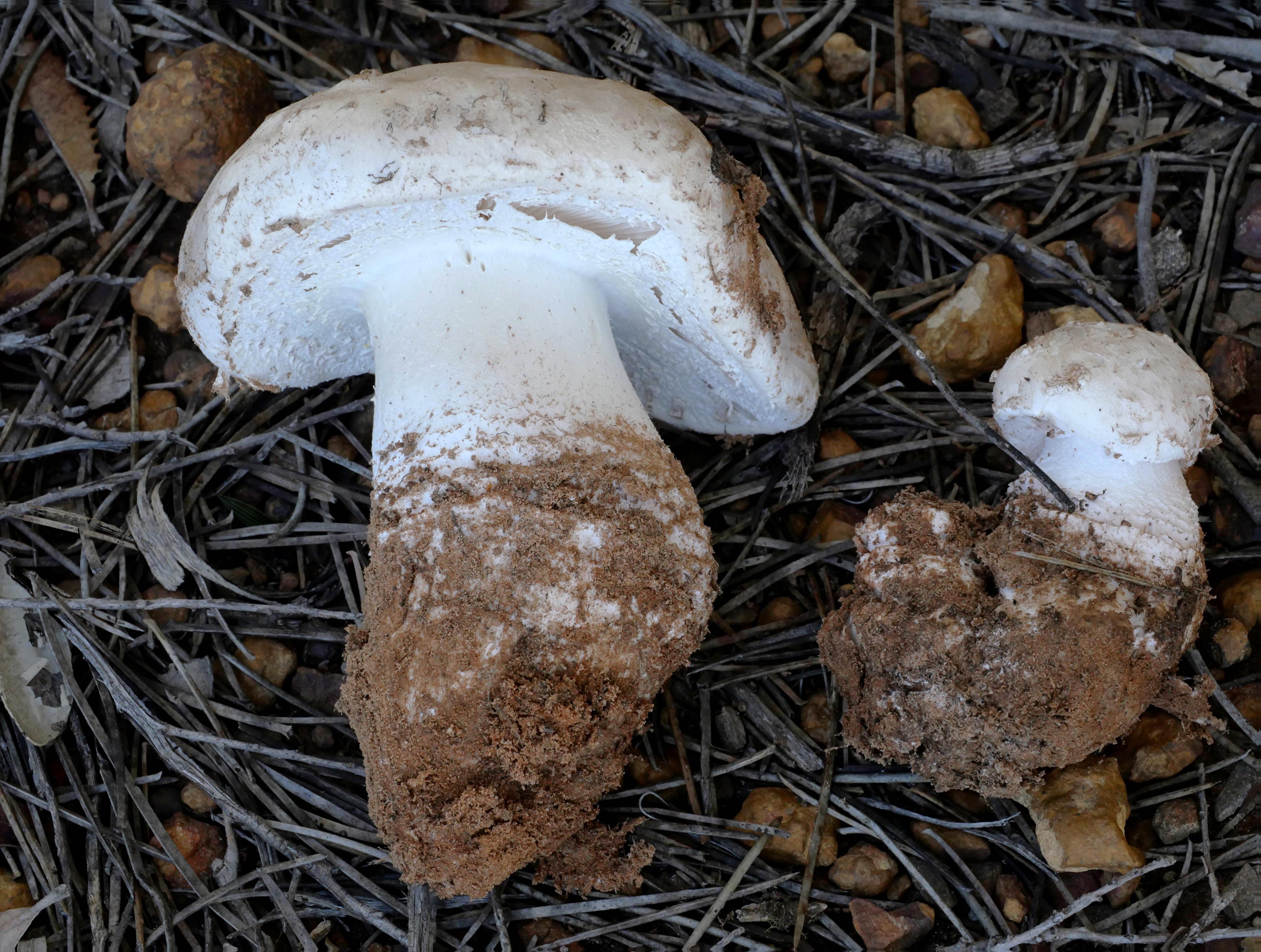 Amanita aff. conicoverrucosa