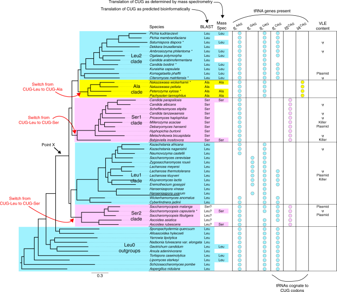 Phylogenetic position of Ambrosiozyma philentoma.