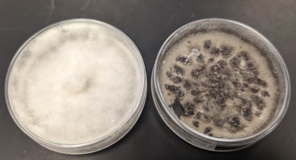 Apiosporaceae sp. Myco 010 3.1 growing on potato dextrose agar. Image by Isabella Briganti. See <a href="https://www.inaturalist.org/observations/191214681">iNaturalist observation</a> for more details.