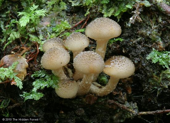 Photo of Armillaria novae-zelandiae 2840 v1.0