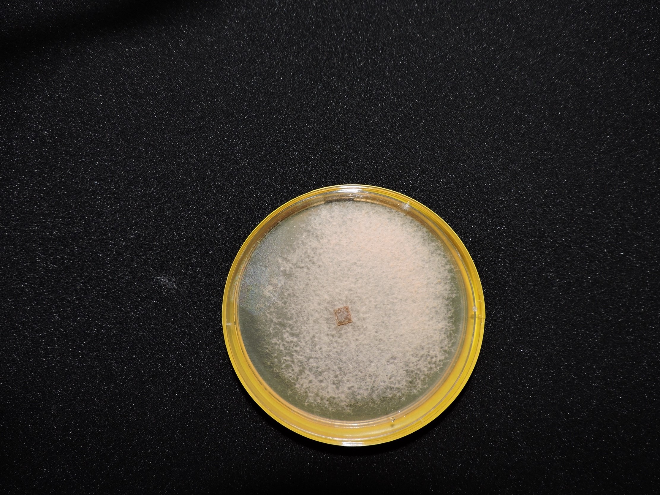 A mycelial culture of Arthrinium esporlense [Photo credit: Fabiola Lucini]