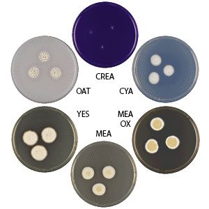 Photo of Aspergillus aureofulgens IBT 27100 v1.0