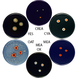 Photo of Aspergillus croceus CBS 134396 v1.0