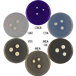 Photo of Aspergillus deflectus CBS 109.55 v1.0