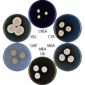 Photo of Aspergillus mangaliensis DTO 316-C1 v1.0