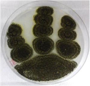 Aspergillus niger van Tieghem ATCC 13496