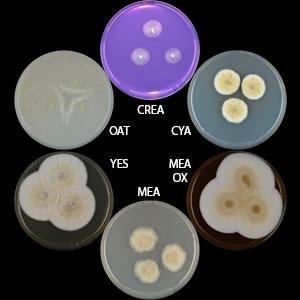 Aspergillus ochraceoroseus