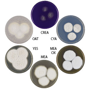 Photo of Aspergillus siamensis CBS 137452 v1.0