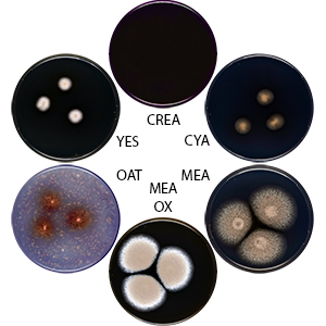 Aspergillus transcarpathicus