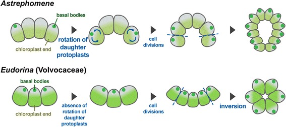 Schematic diagrams of the two mechanisms of spheroidal colony formation in the volvocine algae. [Image credit: from By Yamashita S1, Arakaki Y1, Kawai-Toyooka H1,
Noga A1, Hirono M2, Nozaki H3. Author information 1 Department of
Biological Sciences, Graduate School of Science, University of
Tokyo, 7-3-1 Hongo, Bunkyo-ku, Tokyo, 113-0033, Japan. 2 Department
of Frontier Bioscience, Faculty of Bioscience and Applied
Chemistry, Hosei University, 3-7-2 Kajino-cho, Koganei-shi, Tokyo,
184-8584, Japan. 3 Department of Biological Sciences, Graduate
School of Science, University of Tokyo, 7-3-1 Hongo, Bunkyo-ku,
Tokyo, 113-0033, Japan. nozaki@bs.s.u-tokyo.ac.jp. - <a
rel="nofollow" class="external free"
href="https://www.ncbi.nlm.nih.gov/pmc/articles/PMC5103382/figure/Fig4/">https://www.ncbi.nlm.nih.gov/pmc/articles/PMC5103382/figure/Fig4/</a>,
<a href="https://creativecommons.org/licenses/by/4.0"
title="Creative Commons Attribution 4.0">CC BY 4.0</a>, via <a
href="https://commons.wikimedia.org/w/index.php?curid=80898678">wikimedia</a>]