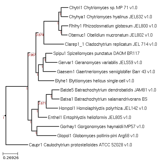 Photo of Batrachochytrium salamandrivorans BS