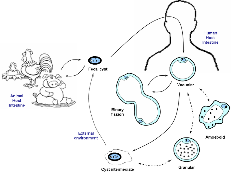 Blastocystis hominis