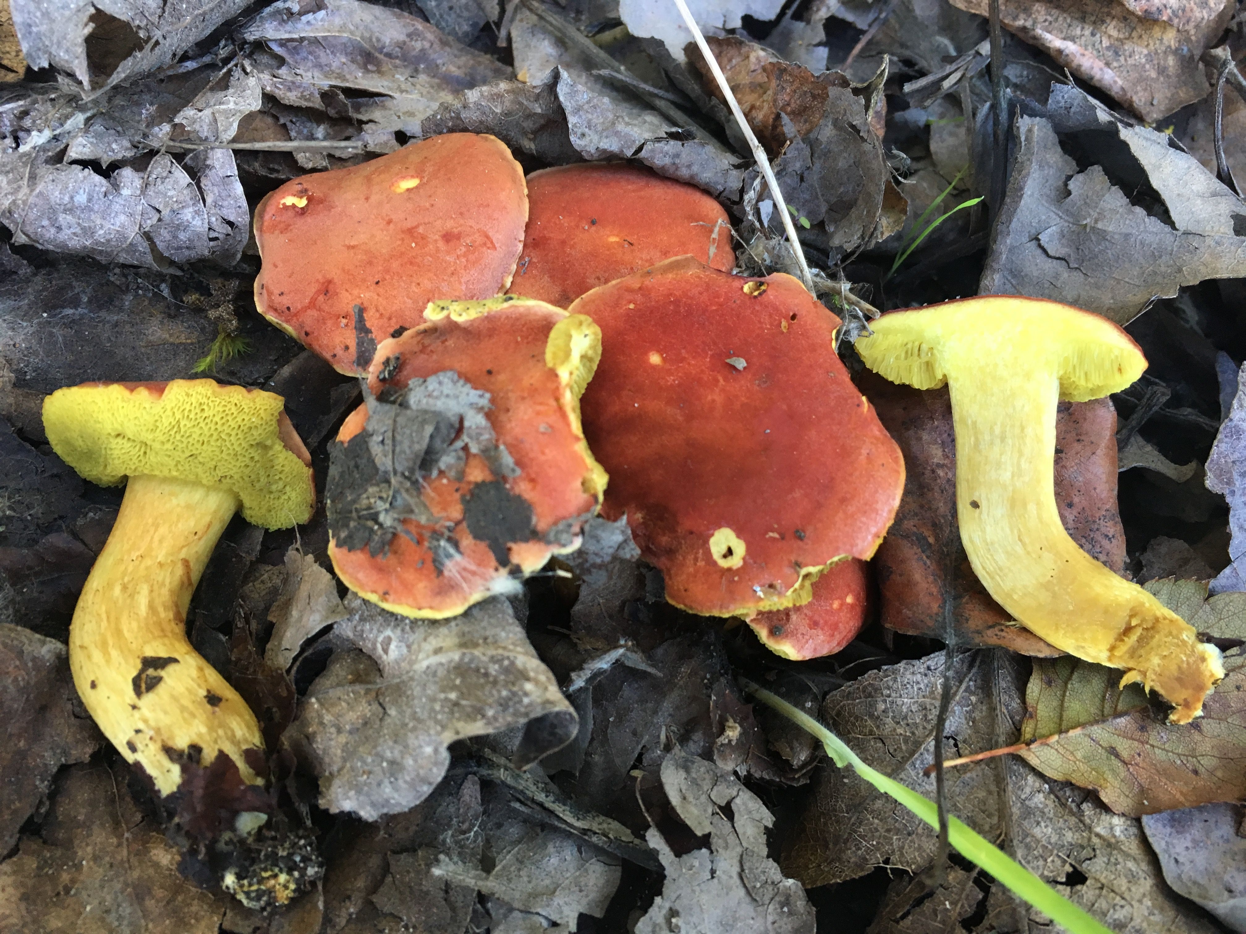 Boletus coccyginus