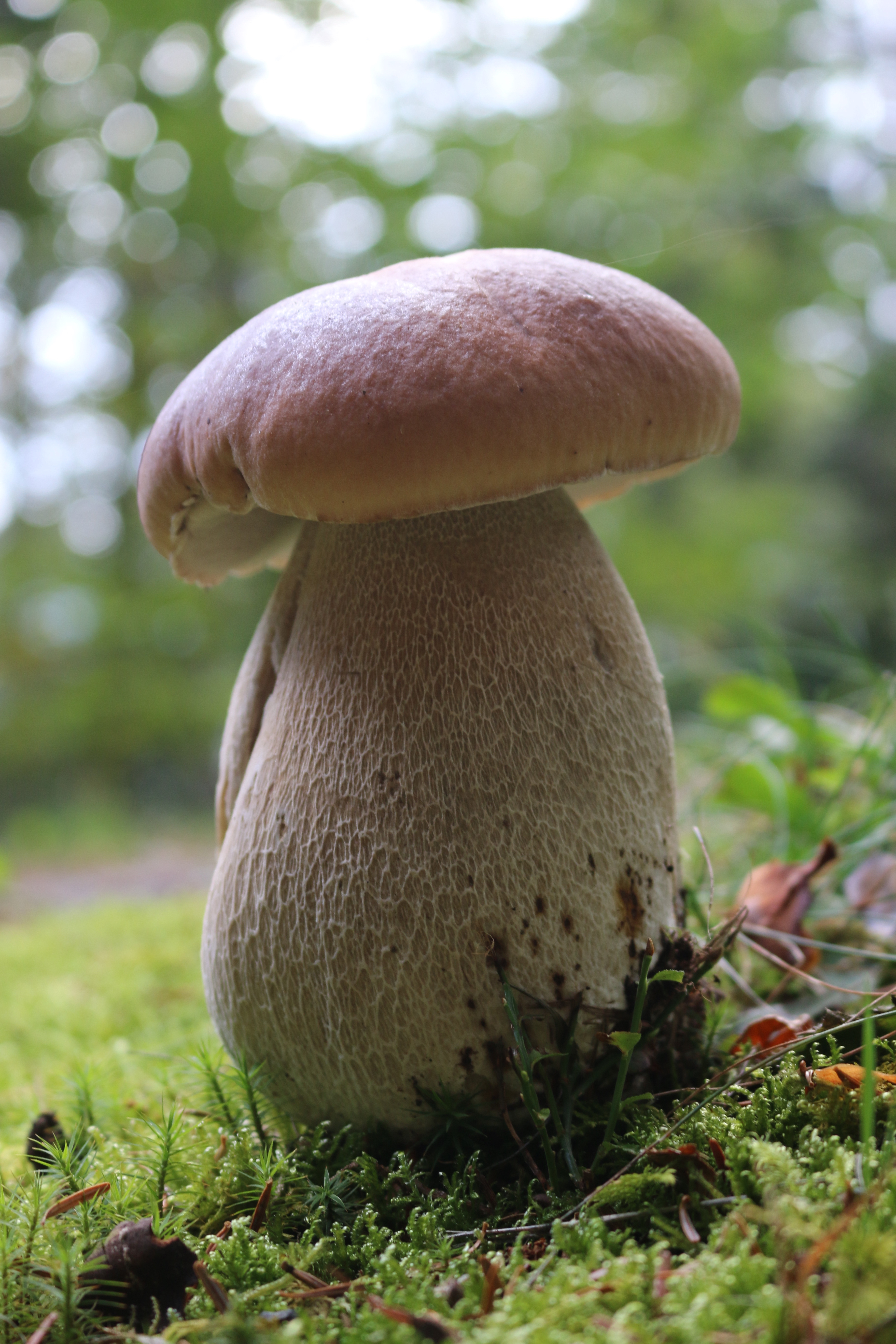 Boletus edulis