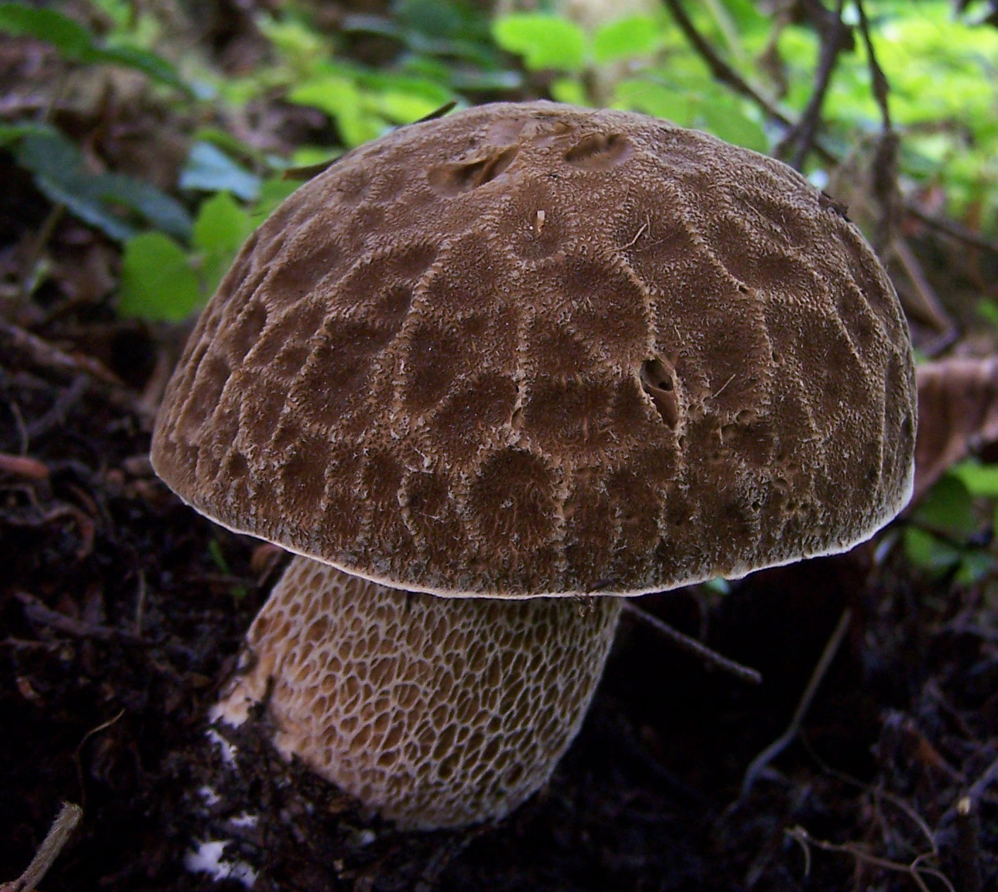 Photo of Boletus reticuloceps BR01