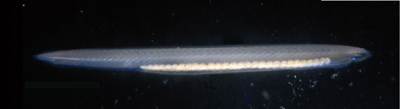 Photo of Branchiostoma floridae