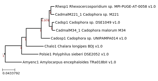 Maximum Likelihood tree showing phylogenetic neighborhood of
Cadophora sp. M221 (CadmalM221_1)