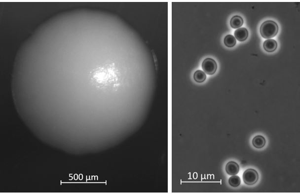 Colony (left) and budding cells (right) of Candida membranifaciens IST 626 after 3 days of growth in YM agar, at 25°C. Photo credit: Margarida Palma