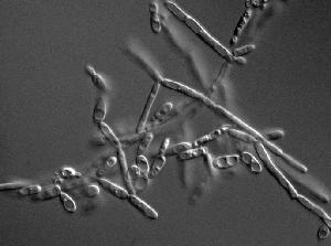 Candida tanzawaensis photo