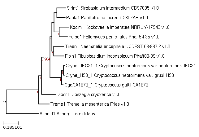 Photo of Cryptococcus gattii CA1873