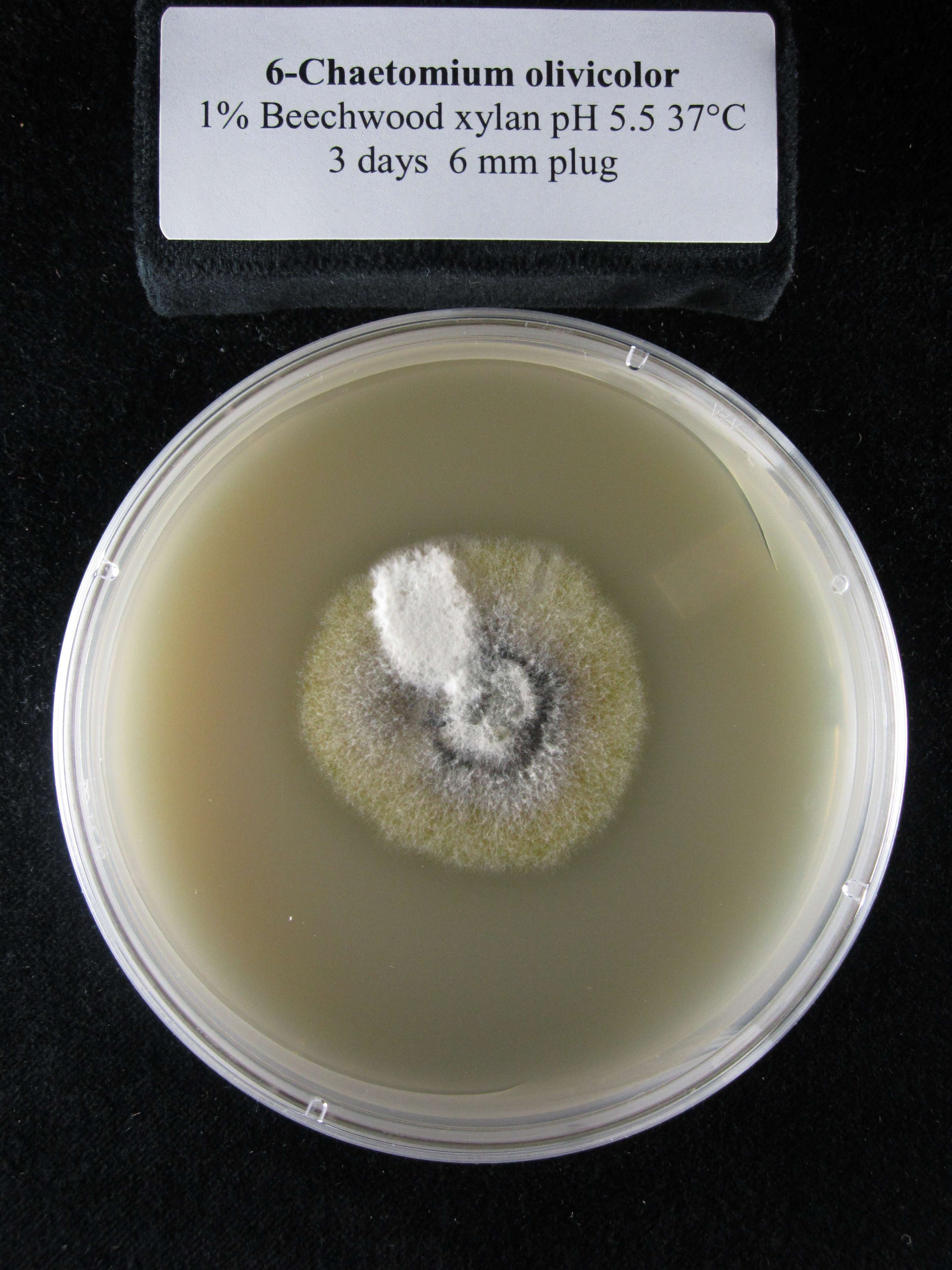 Photo of Chaetomium olivicolor CBS 102434