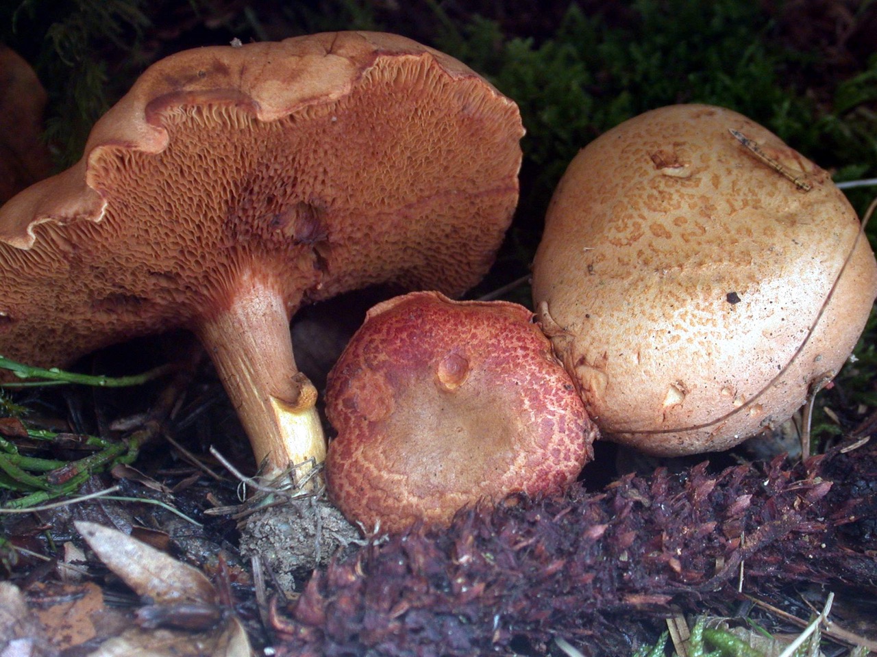 Chalciporus piperatus