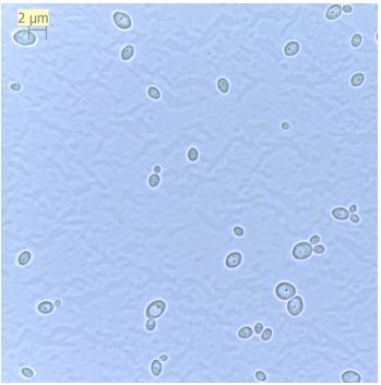 Cells of C. lusitaniae MJ12 observed under the light microscope. Photo credit: Flores-Núñez, Víctor M