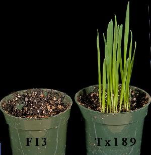 Susceptible oat seeds inoculated with sequenced wild type strain (FI3) of C. victoriae (left) and with victorin minus REMI mutant Tx189 (right). 