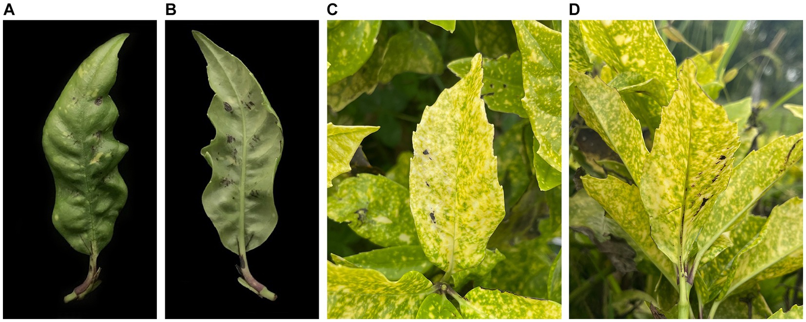 Photo of Colletotrichum aenigma Cg56