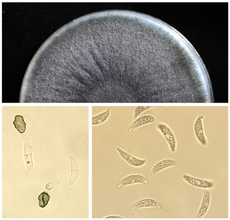 Colletotrichum chlorophyti NTL11 