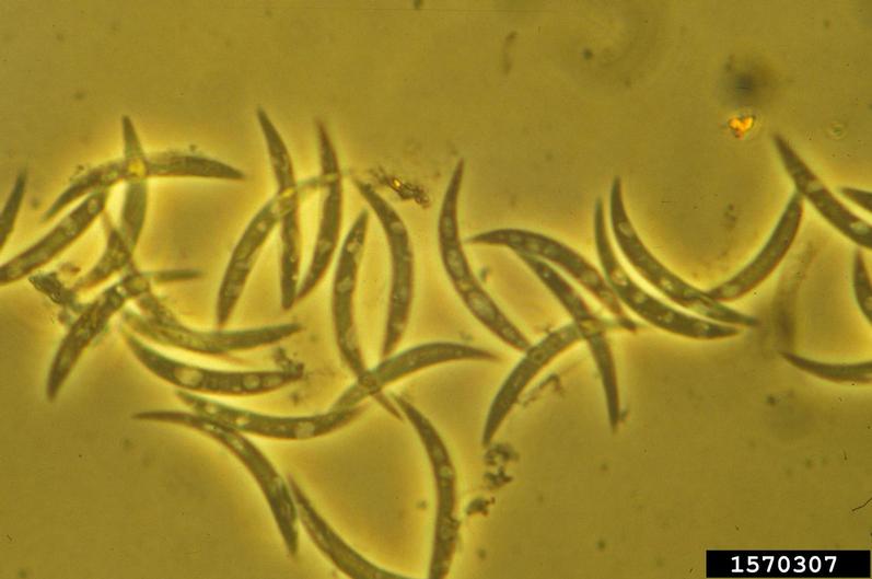 Photo of Colletotrichum graminicola M1.001