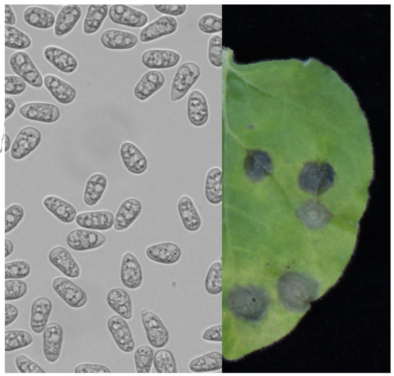 Photo of Colletotrichum orbiculare 104-T