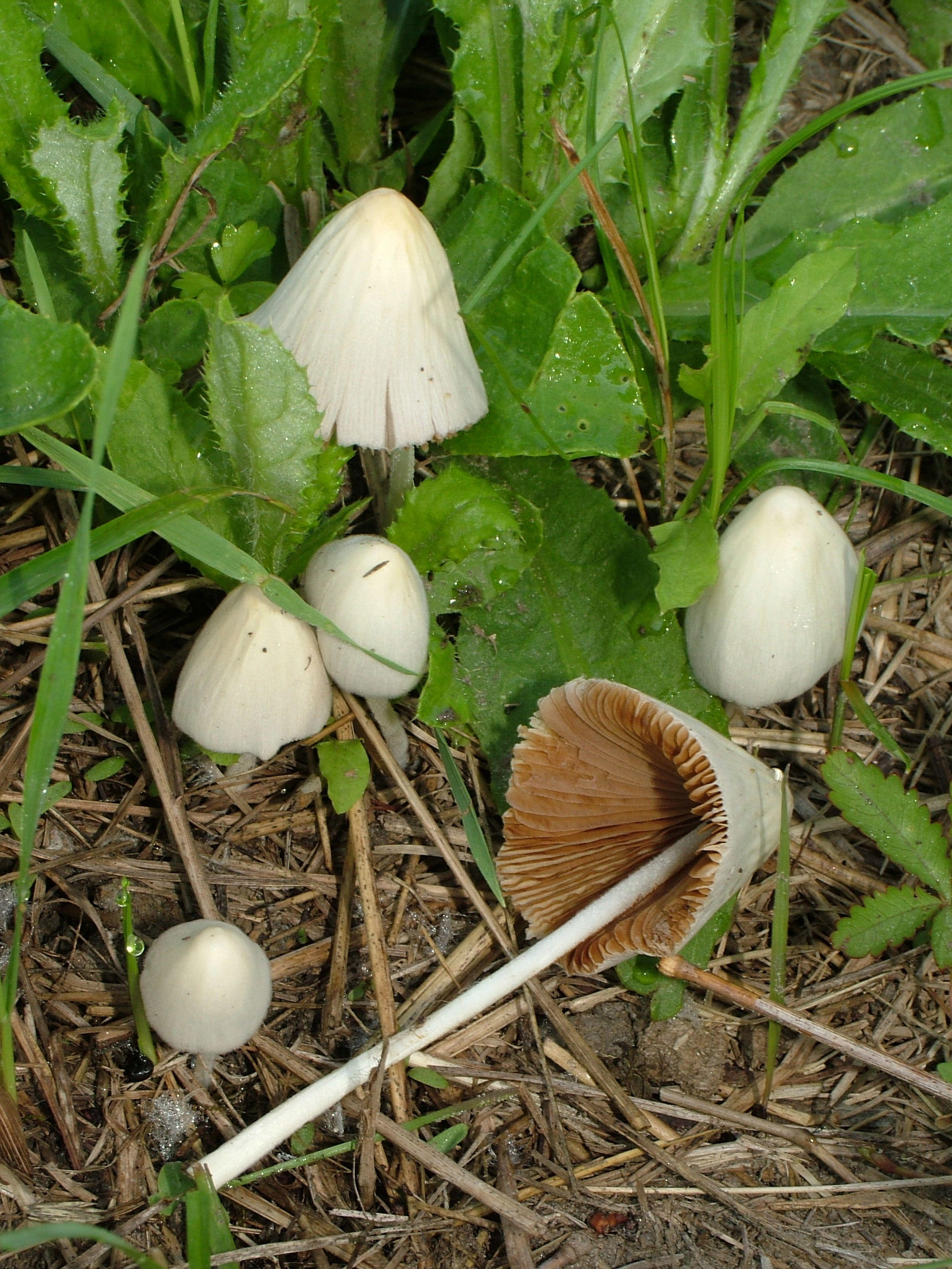 Conocybe apala