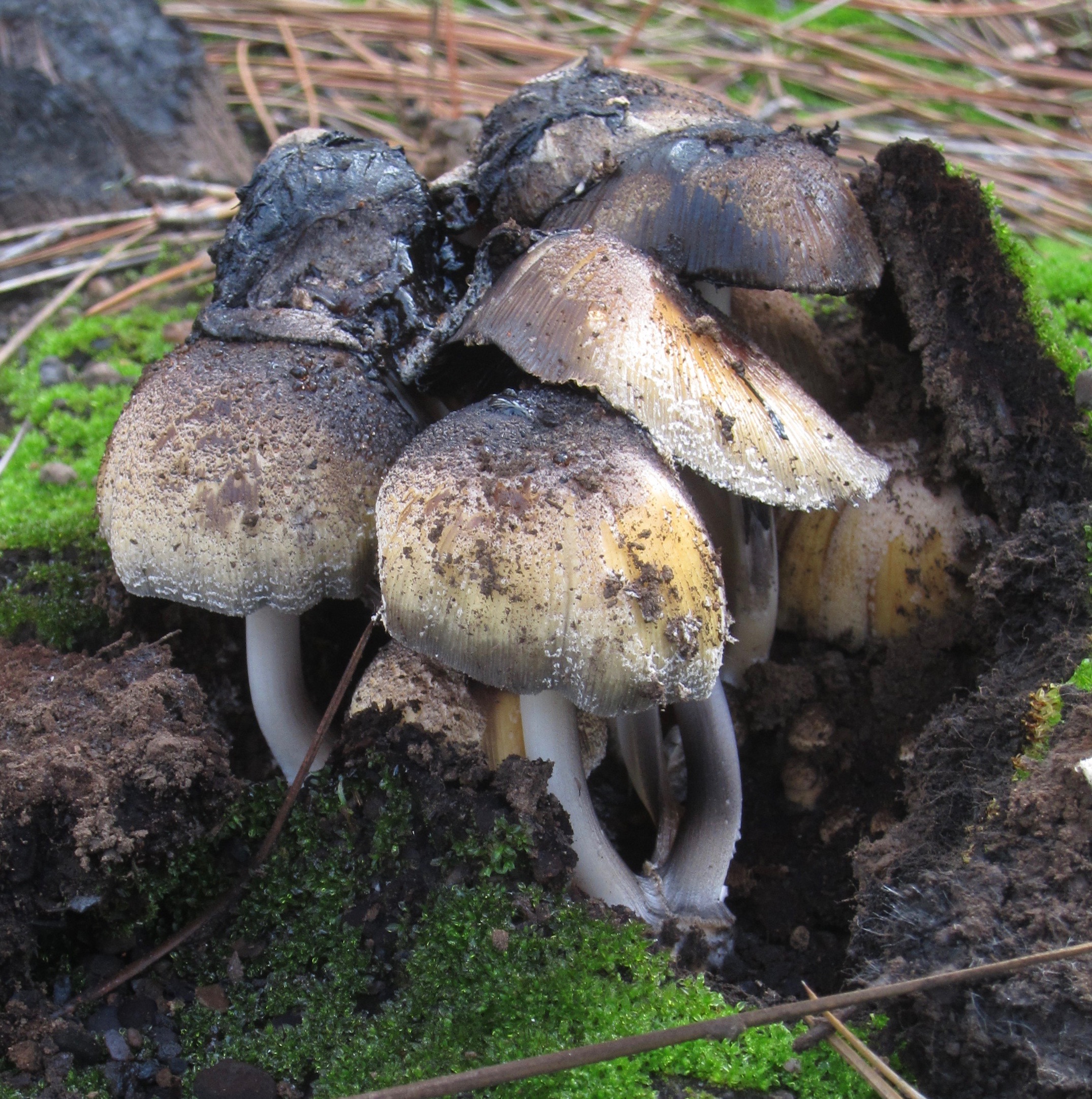 Coprinellus angulatus