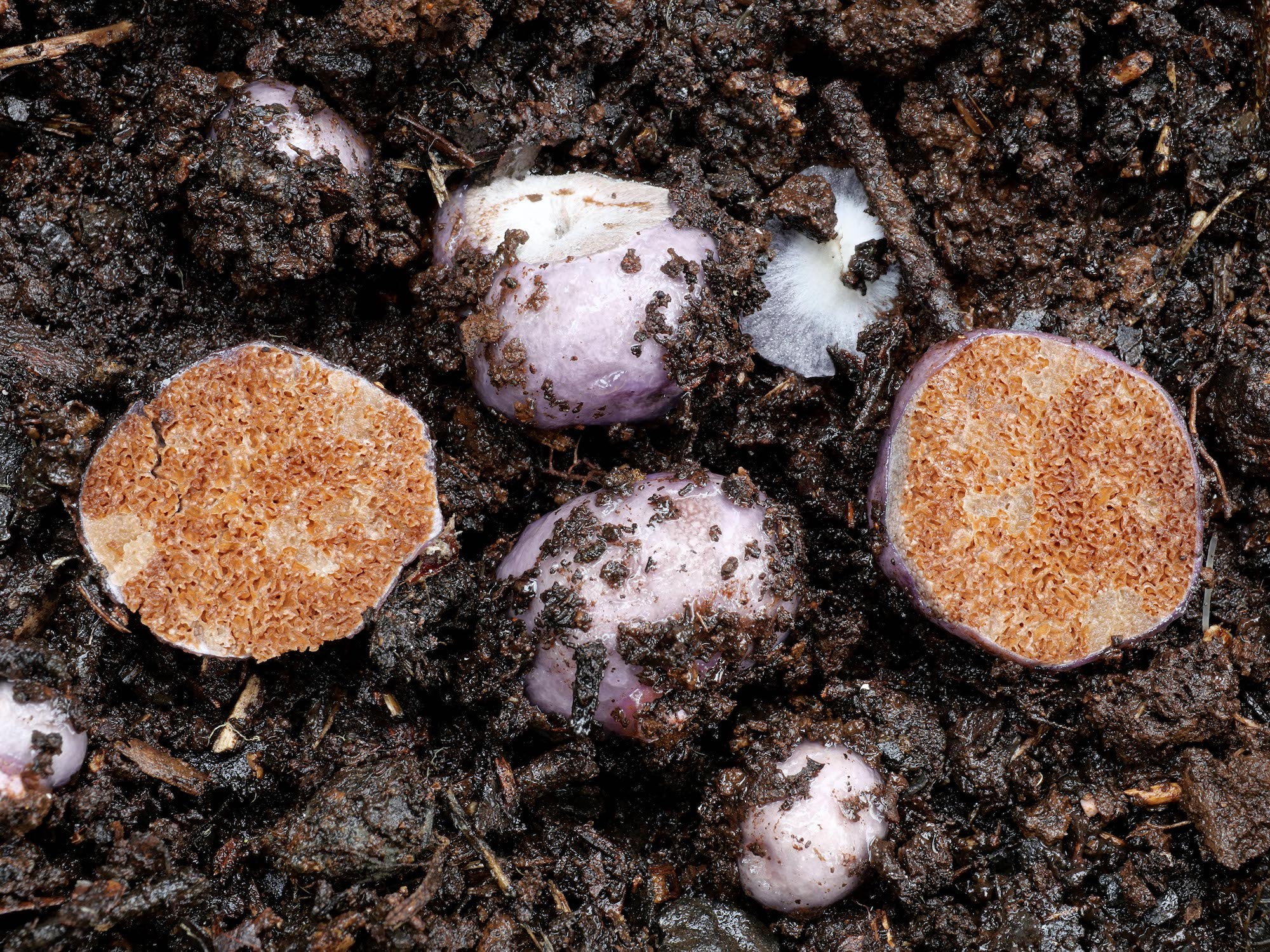 Cortinarius sp. TAS3