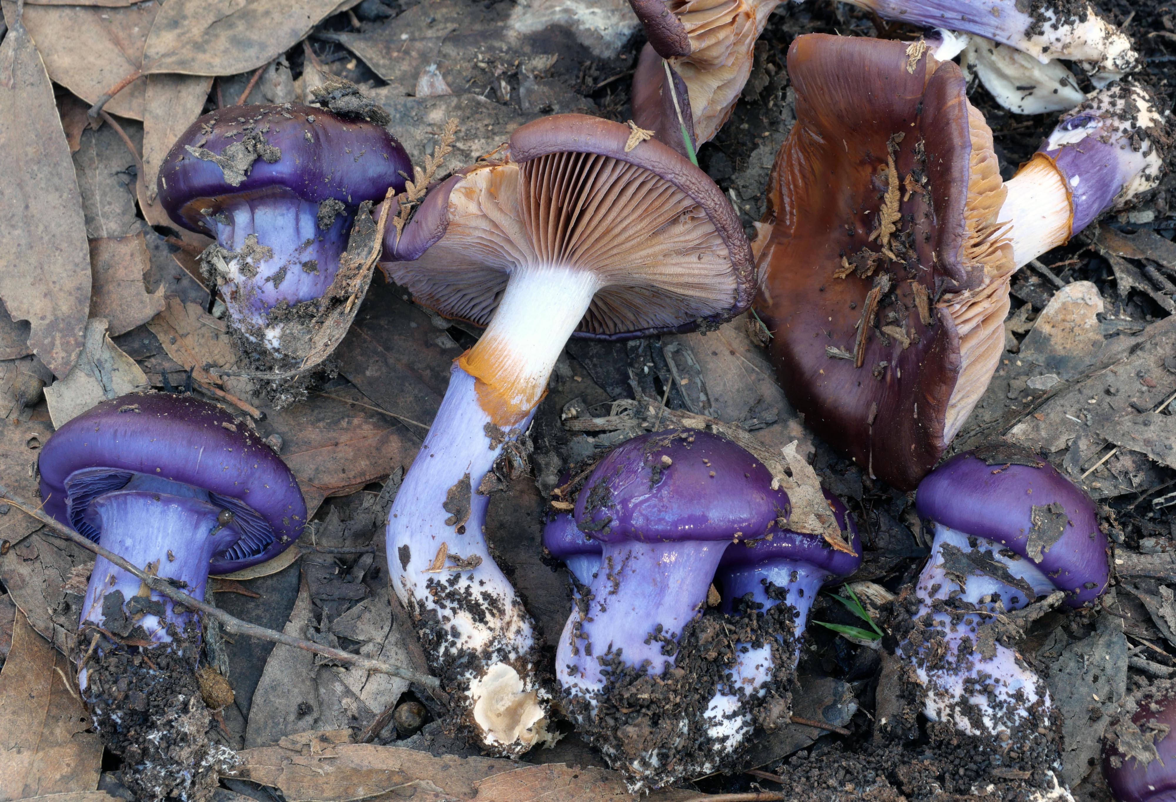 Cortinarius archeri