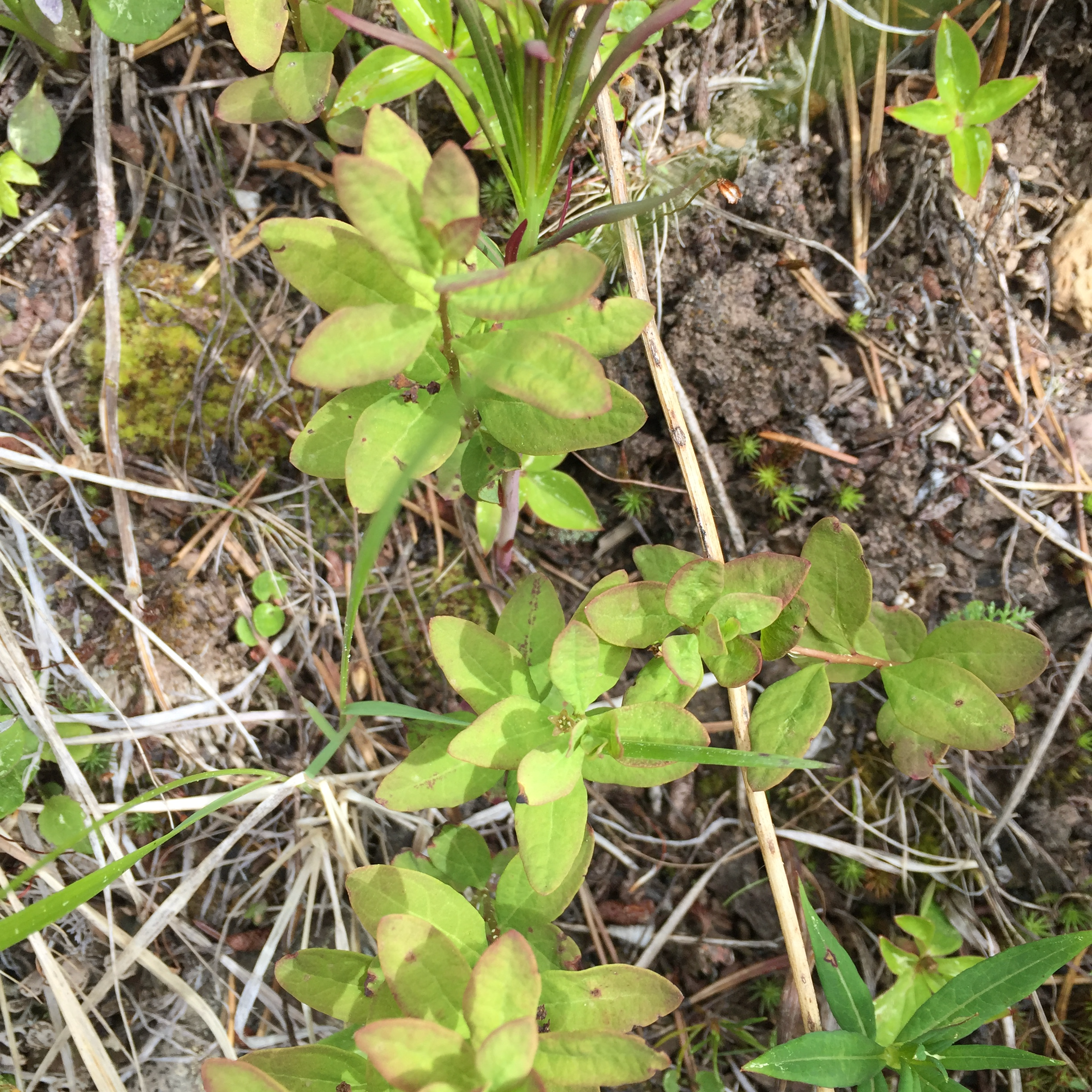 Bastard toadflax (Comandra umbellata), the telial host of C. comandrae