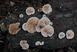 Photo of Crepidotus variabilis CBS 506.95 v1.0