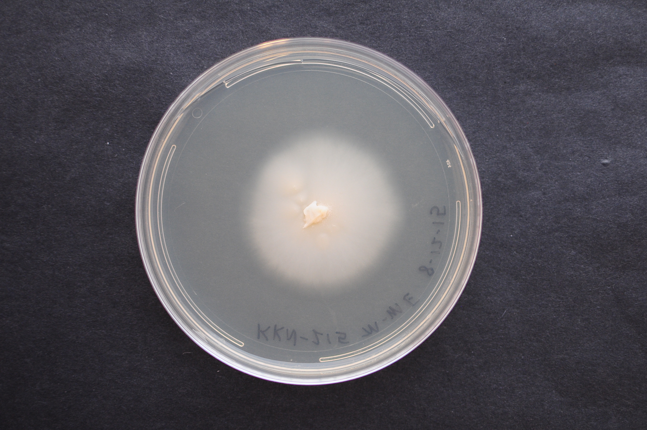 Cristinia sonorae KKN 215 growing in the lab. [Photo credit: Jon Karl Magnuson]