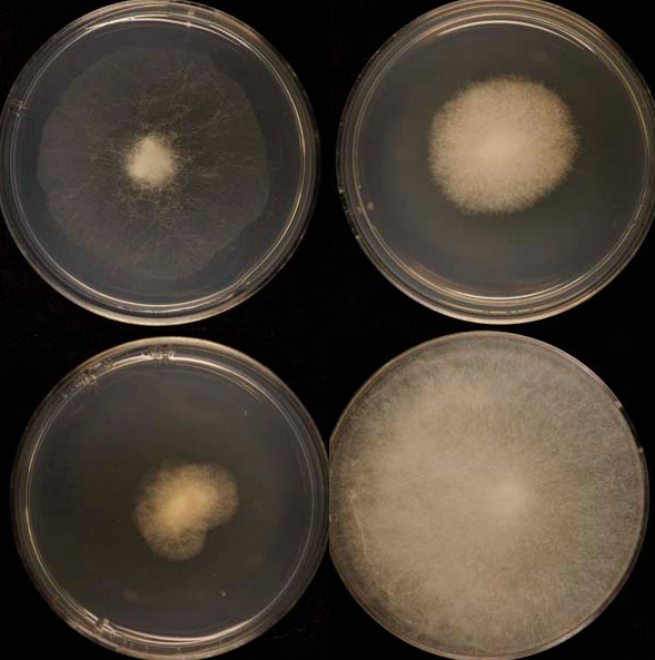 Cunninghamella blakesleeana CBS 133.27 growing on artificial media. Photo credit: Ronald de Vries & Sumitha Reddy, Westerdijk Fungal Biodiversity Institute. 