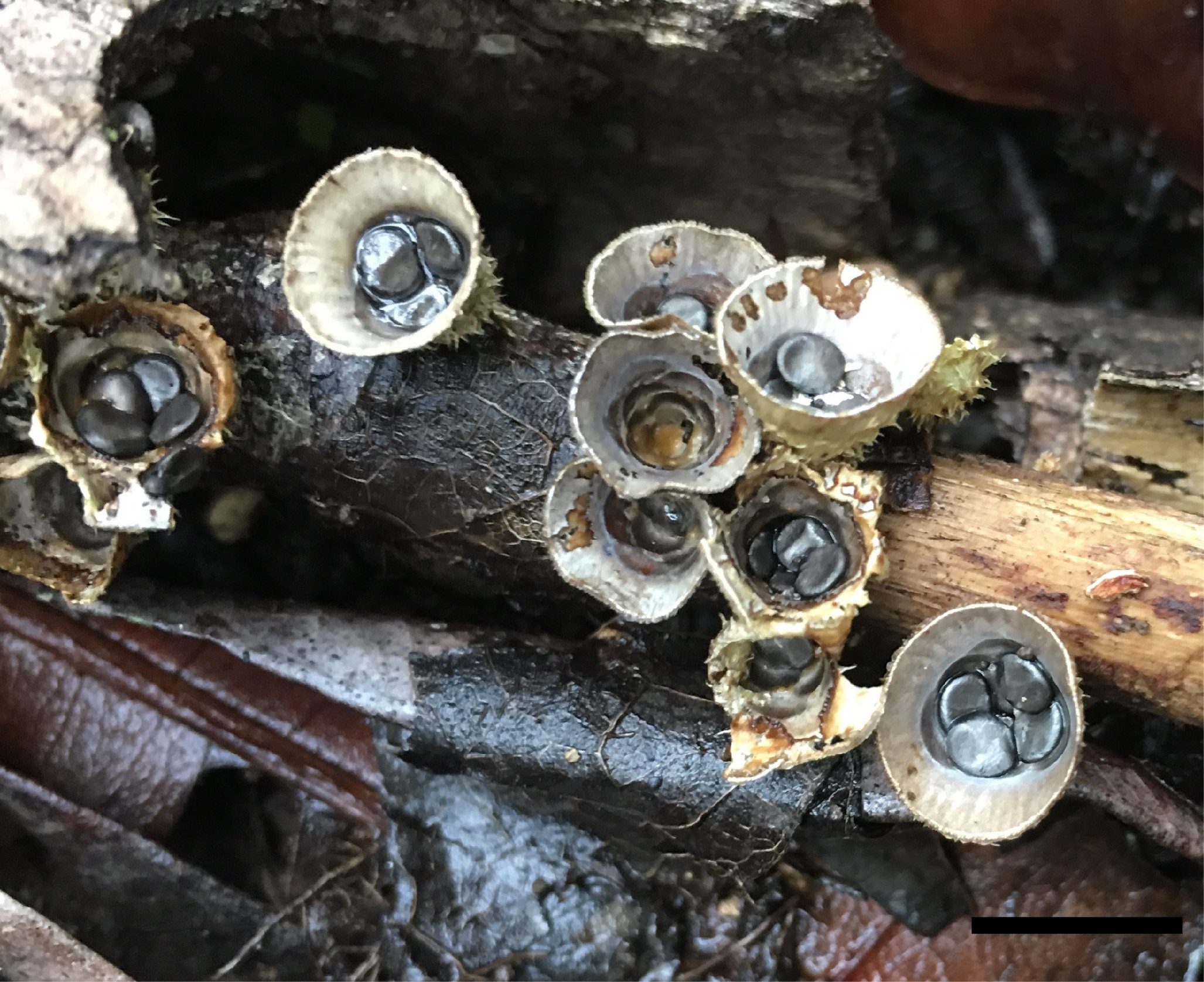 Field shot of Cyathus pallidus MES-3172 (scale bar = 5 mm) [Photo credit: Matthew E. Smith]