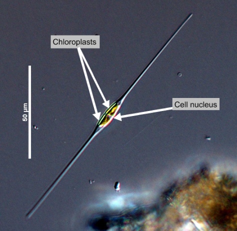 Cylindrotheca closterium